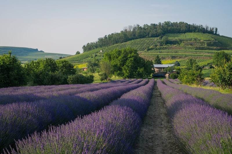 Lavender Flowers