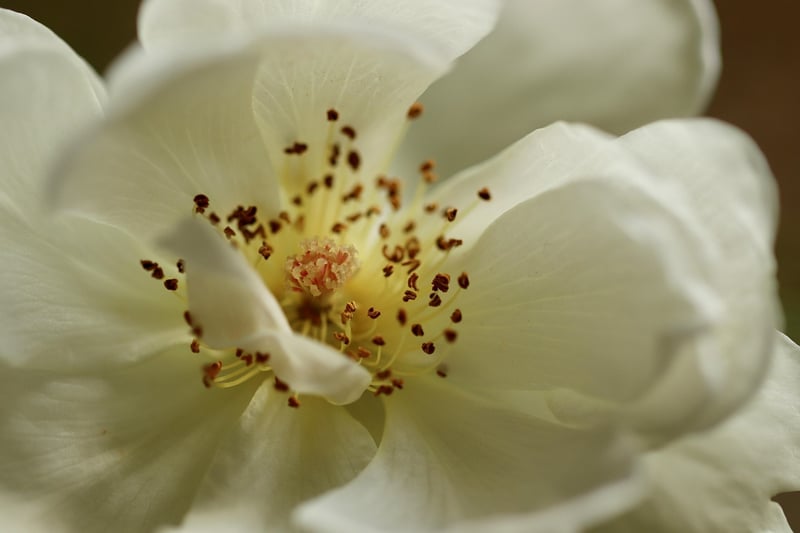 Deadheading